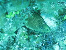 Goldentail Moray Eel