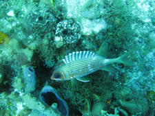 Longspine Squirrelfish