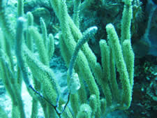 Flamingo Tongue