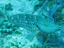 Stoplight Parrotfish