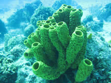 Yellow Tube Sponge