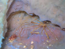 Arrow Crab