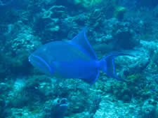 Queen Triggerfish