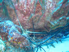 Spiny Lobster