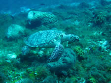 Hawksbill Sea Turtle