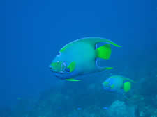 Queen Angelfish