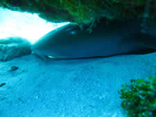 Nurse Shark