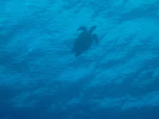 Sea Turtle Surfacing