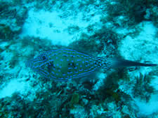 Scrawled Filefish