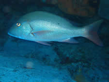 Mutton Snapper