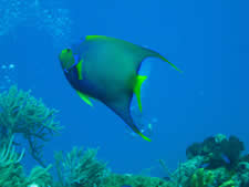 Queen Angelfish