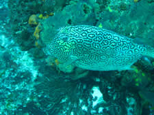 Honeycomb Cowfish