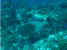 Rainbow Parrotfish