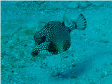 Smooth Trunkfish