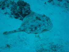 Yellow Stingray