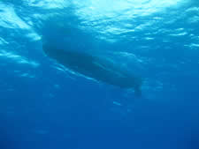 Dive Boat from Below