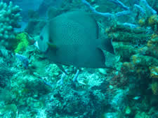 Gray Angelfish