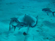 Stingray and Jack