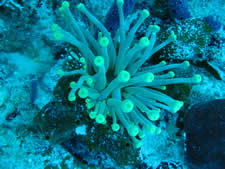 Giant Anemone