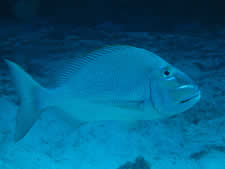 Jolthead Porgy