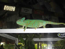 Chameleon